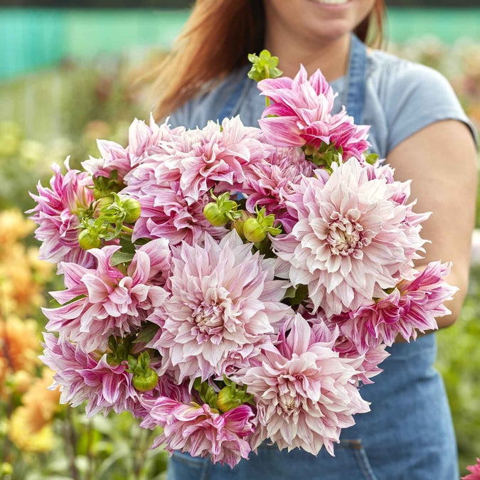 Dahlia Seeds (Dinnerplate) - Cafe Au Lait Royal