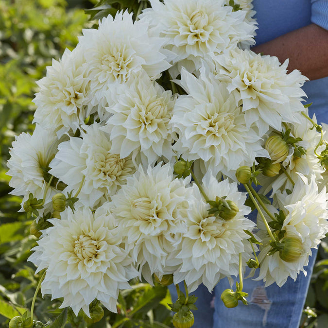 Dahlia Seeds (Dinnerplate) - Cafe Au Lait Supreme