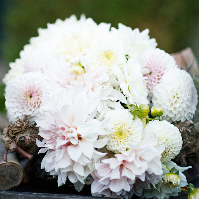 Dahlia Seeds - Cafe con Leche Mix