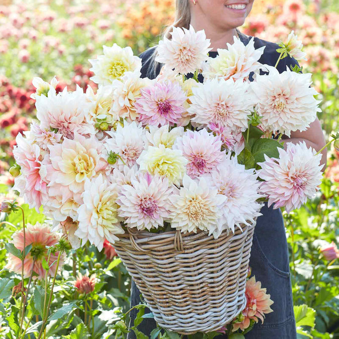 Dahlia Seeds (Dinnerplate) - Celestial Mix