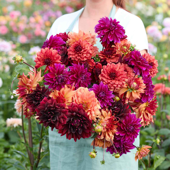 flowers high quality flower seeds for growing vibrant and colorful blooms in home gardens and landscapes organic flowers premium organic flower seeds for sustainable gardening and beautiful blossoms suitable for all climates