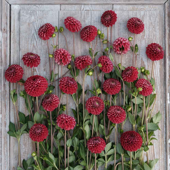 Dahlia Seeds (Ball) - Cornel