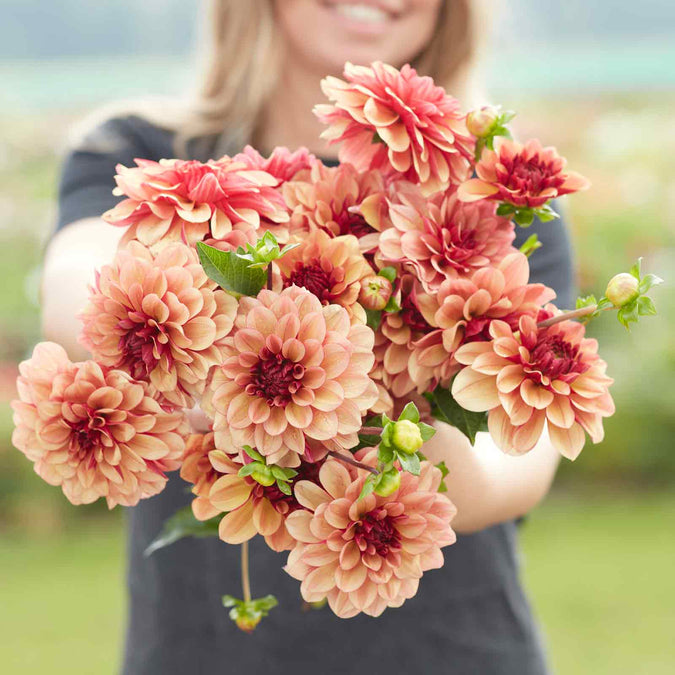 flowers high quality flower seeds for growing vibrant and colorful blooms in home gardens and landscapes organic flowers premium organic flower seeds for sustainable gardening and beautiful blossoms suitable for all climates