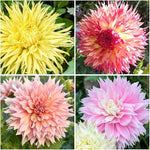 Dahlia Dahlia Pinnata Flower Seeds for Planting – Bright and Bold Blooms for Garden Beds and Decorative Borders - Dharaseeds