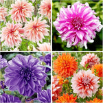 Dahlia Dahlia Pinnata Flower Seeds for Planting – Bright and Bold Blooms for Garden Beds and Decorative Borders - Dharaseeds