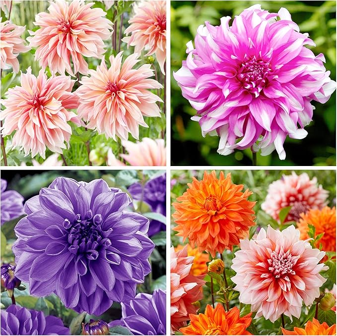 Dahlia Dahlia Pinnata Flower Seeds for Planting – Bright and Bold Blooms for Garden Beds and Decorative Borders - Dharaseeds