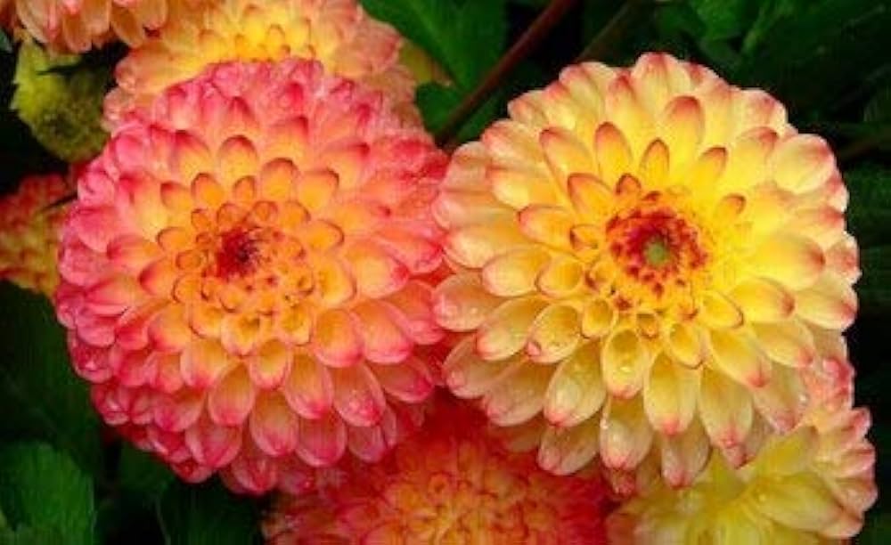 Dahlia Dahlia Pinnata White & Red Rare Flower Seeds for Planting – Beautiful Blooms for Bonsai and Outdoor Gardens - Dharaseeds
