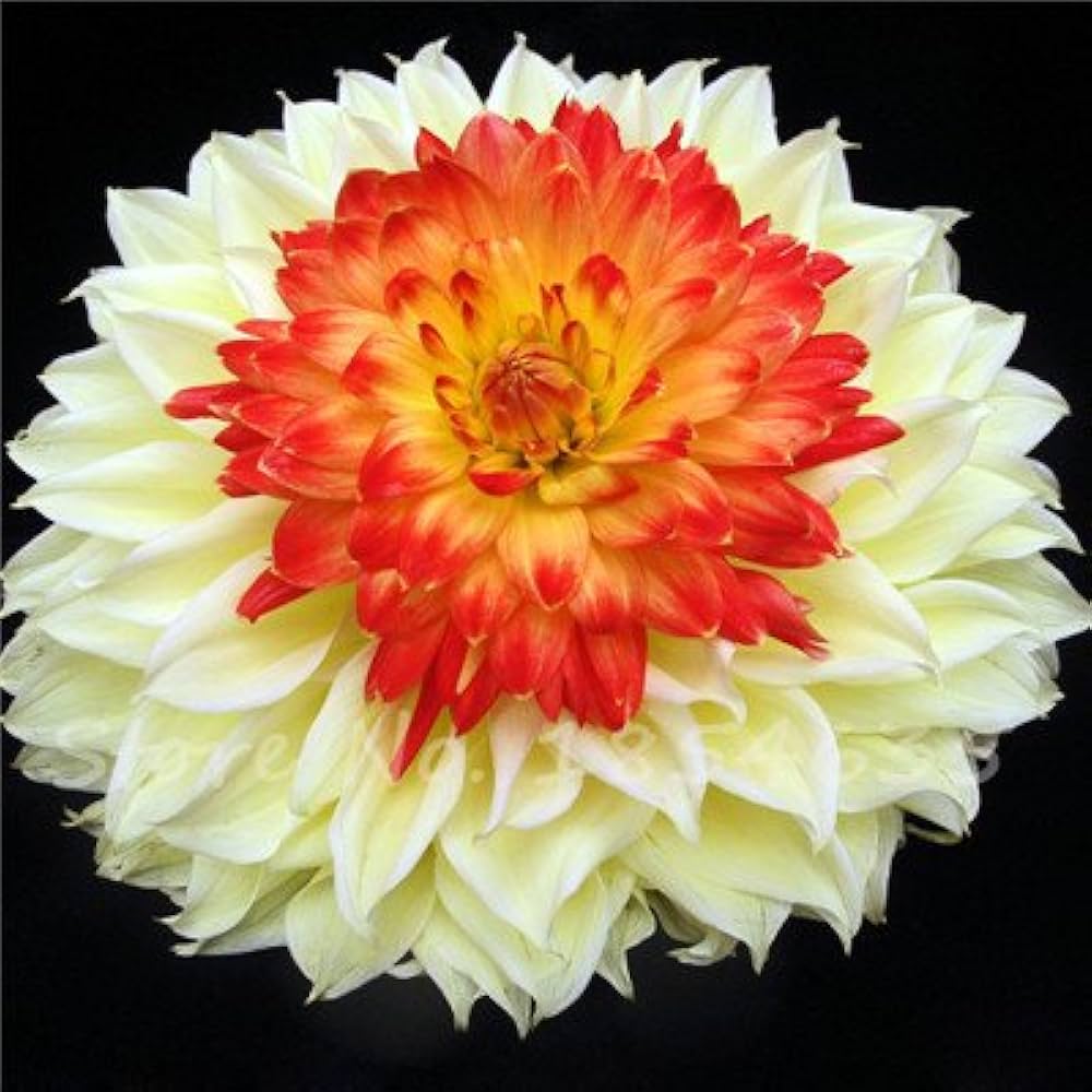 Dahlia Dahlia Pinnata White & Red Rare Flower Seeds for Planting – Beautiful Blooms for Bonsai and Outdoor Gardens - Dharaseeds