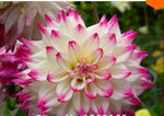 Dahlia Dahlia Pinnata White & Red Rare Flower Seeds for Planting – Beautiful Blooms for Bonsai and Outdoor Gardens - Dharaseeds