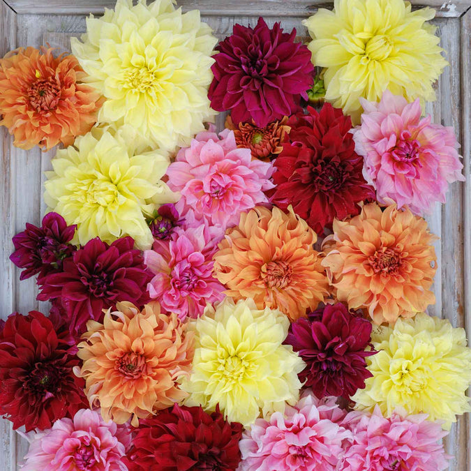 Dahlia Seeds - Dinnerplate Mix