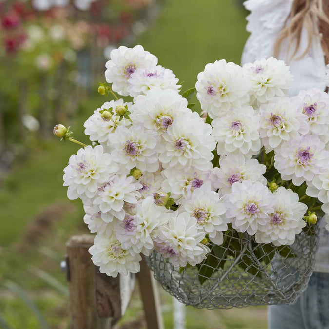 Dahlia Seeds (Ball) - Eveline