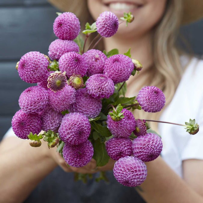 Dahlia Seeds (Pompon) - Frank Holmes