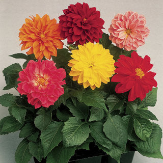 Dahlia Fresco Imported heirloom non-gmo organic garden seeds
