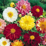 Dahlia Garden Pride Dwarf Imported heirloom non-gmo organic garden seeds