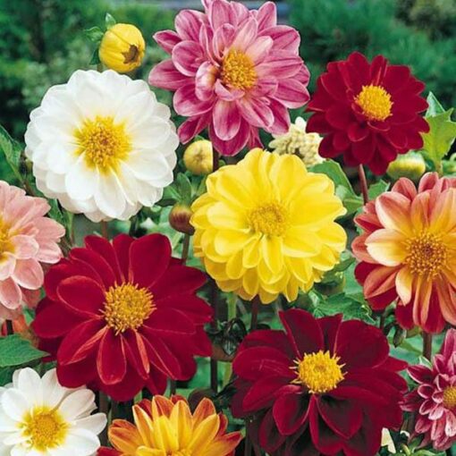 Dahlia Garden Pride Dwarf Imported heirloom non-gmo organic garden seeds