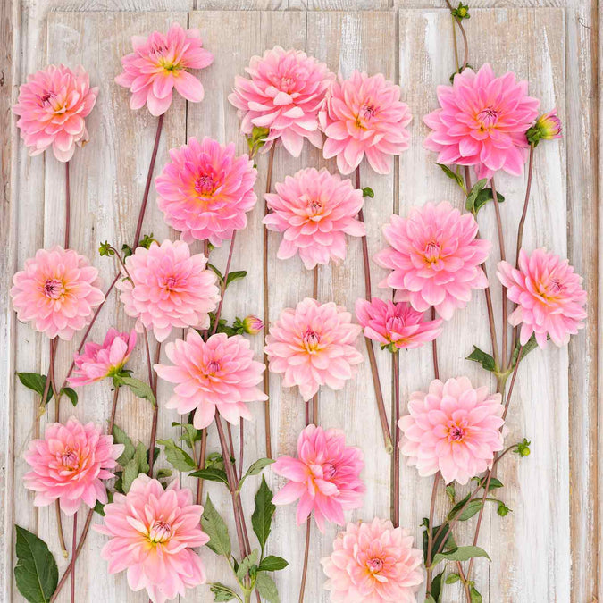 Dahlia Seeds (Decorative) - Gerrie Hoek