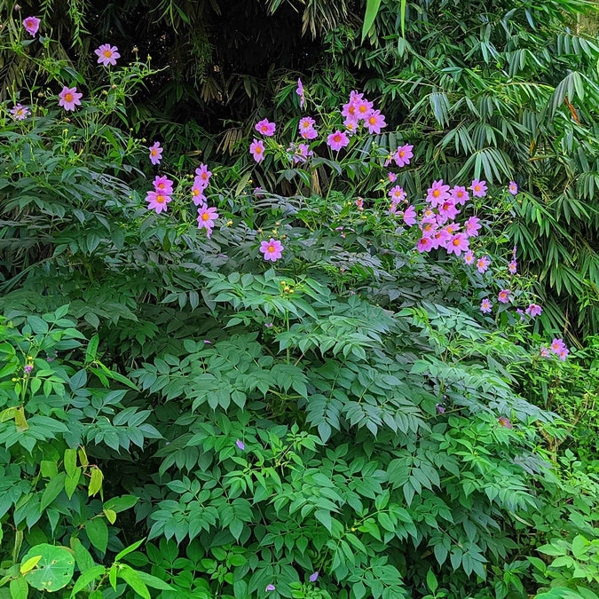 Dahlia Seeds (Tree) - Imperialis