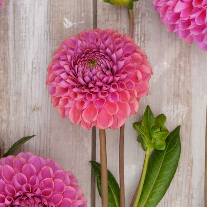 Dahlia Seeds (Ball) - Isabel