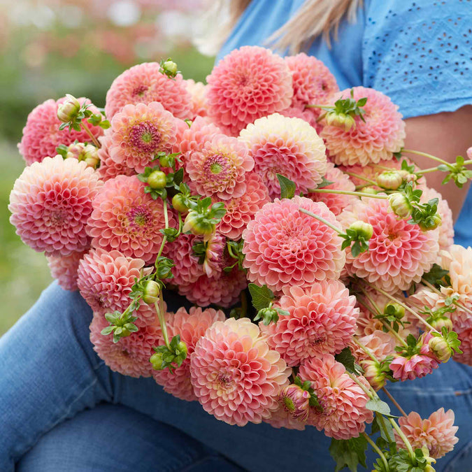 flowers high quality flower seeds for growing vibrant and colorful blooms in home gardens and landscapes organic flowers premium organic flower seeds for sustainable gardening and beautiful blossoms suitable for all climates