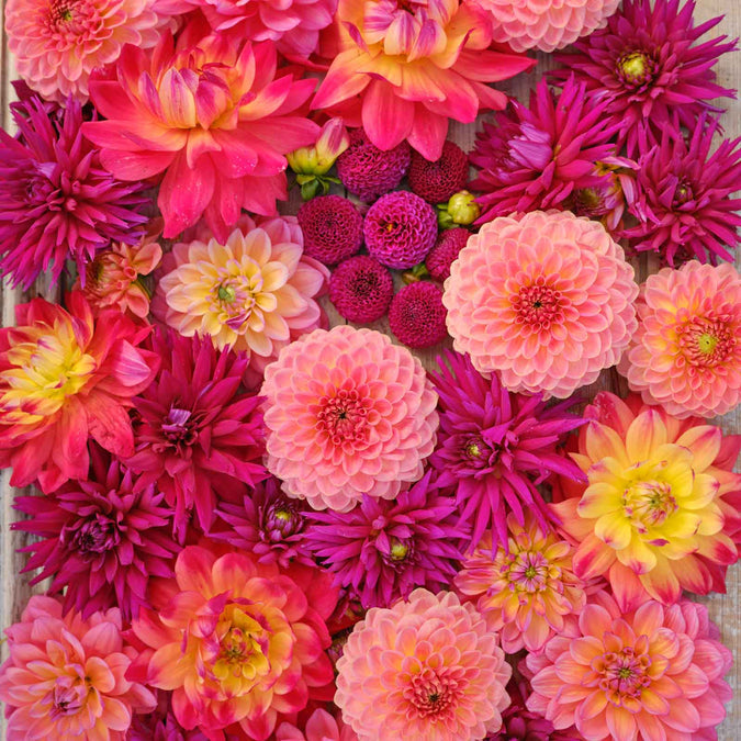 Dahlia Seeds - Juliette's Mix