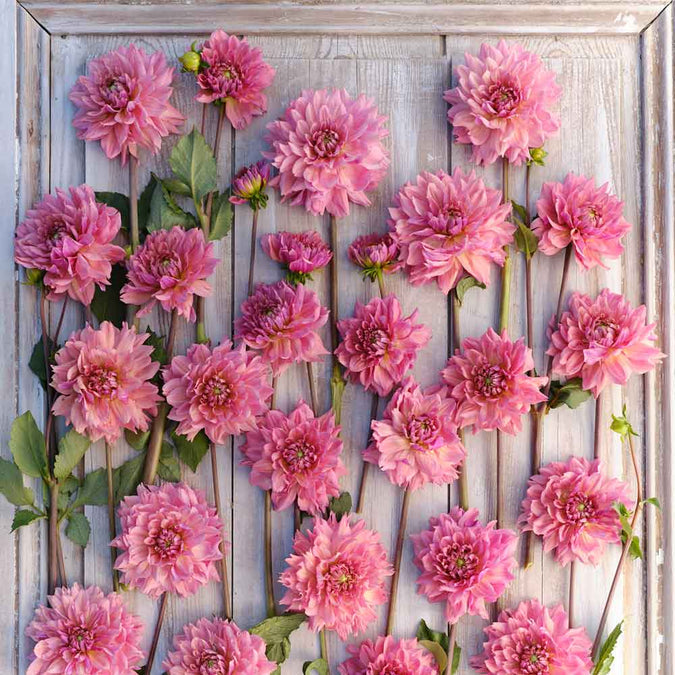 Dahlia Seeds (Decorative) - La Belle Epoque