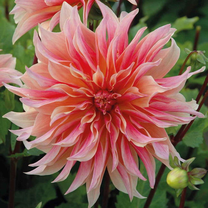 Dahlia Seeds (Dinnerplate) - Labyrinth