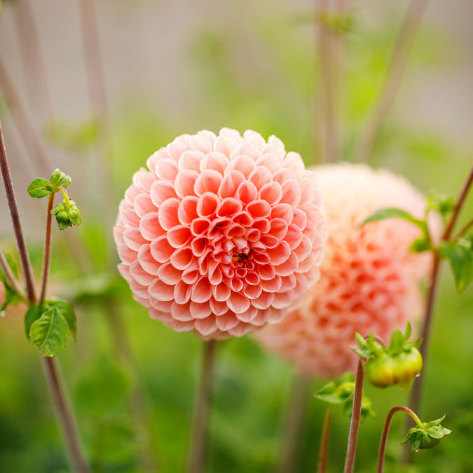 Dahlia Seeds (Ball) - Linda's Baby