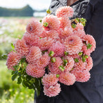 flowers high quality flower seeds for growing vibrant and colorful blooms in home gardens and landscapes organic flowers premium organic flower seeds for sustainable gardening and beautiful blossoms suitable for all climates