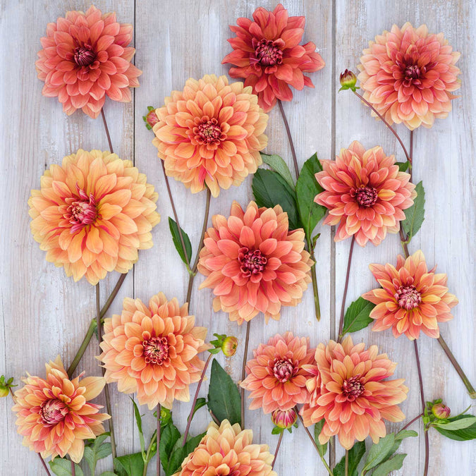 Dahlia Seeds (Decorative) - Miss Brandy