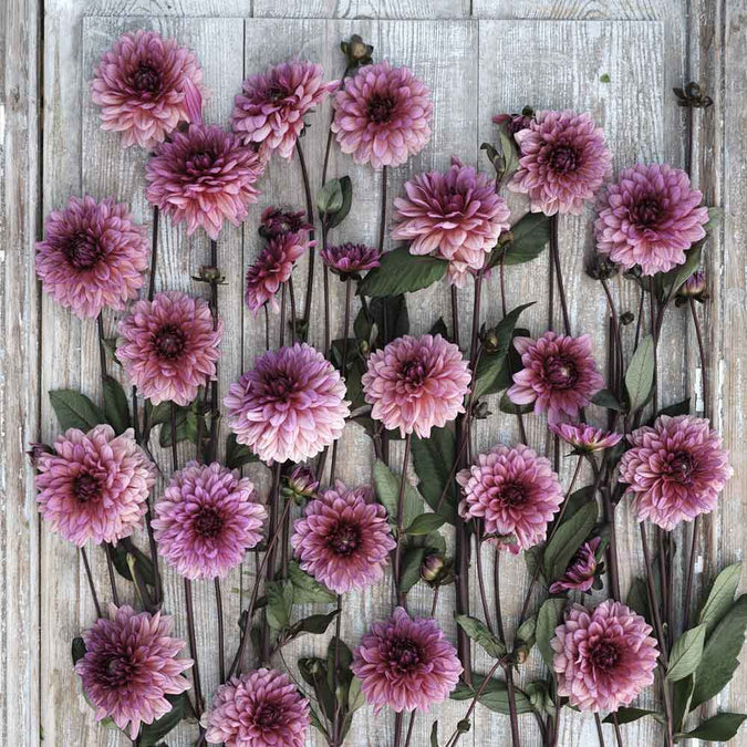 Dahlia Seeds (Decorative) - Molly Raven