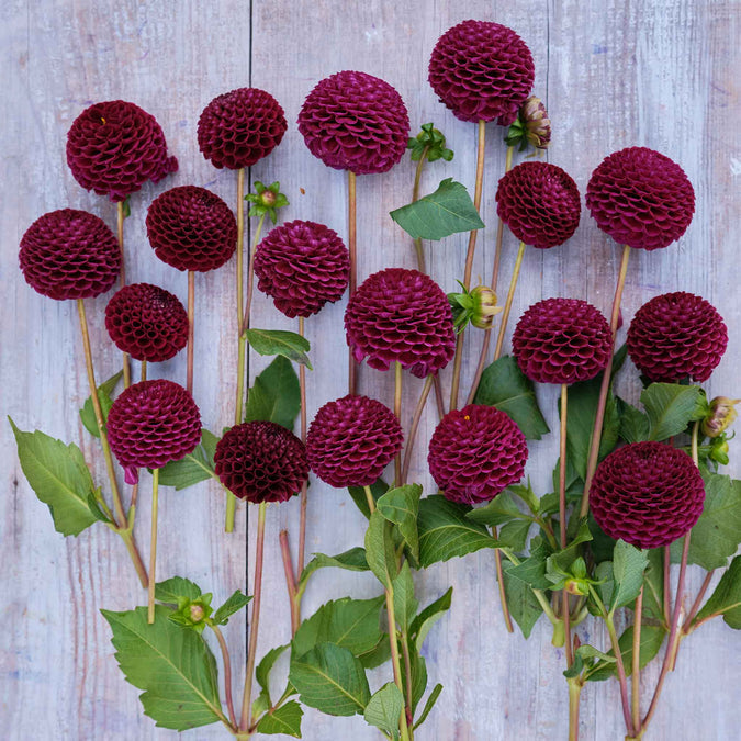 Dahlia Seeds (Pompon) - Moor Place