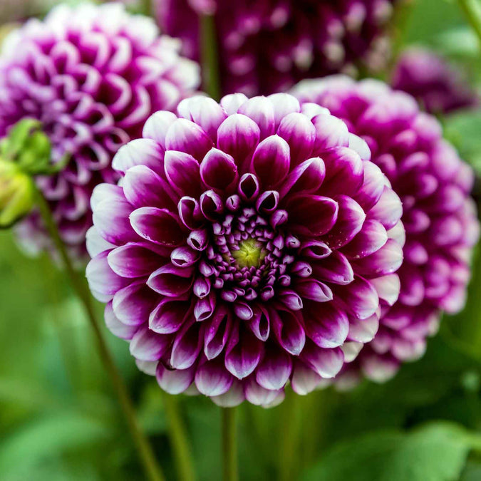 flowers high quality flower seeds for growing vibrant and colorful blooms in home gardens and landscapes organic flowers premium organic flower seeds for sustainable gardening and beautiful blossoms suitable for all climates