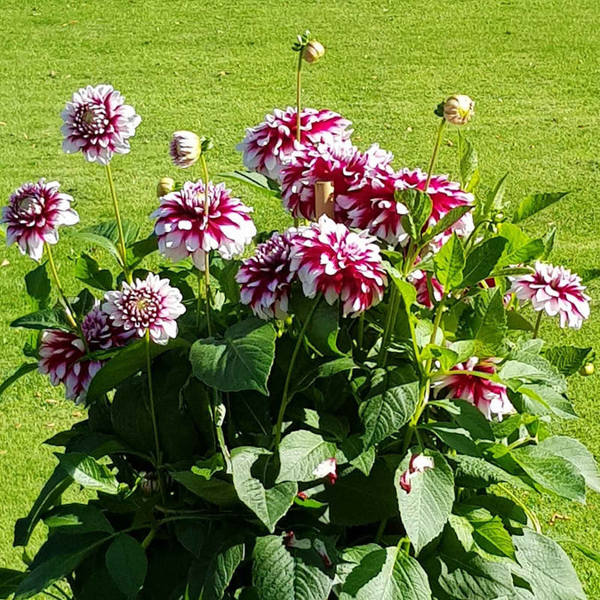 Dahlia Seeds (Dinnerplate) - Mystery Day