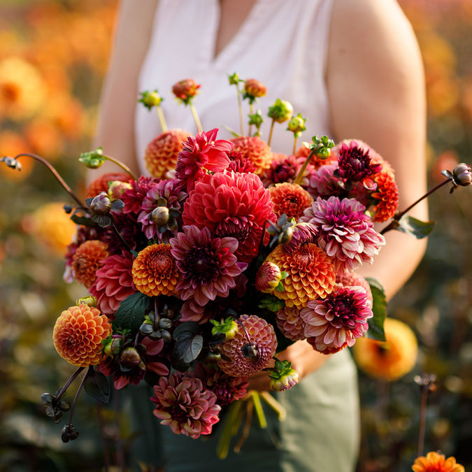 Dahlia Seeds (Ball & Decorative) - Old Rose Mix