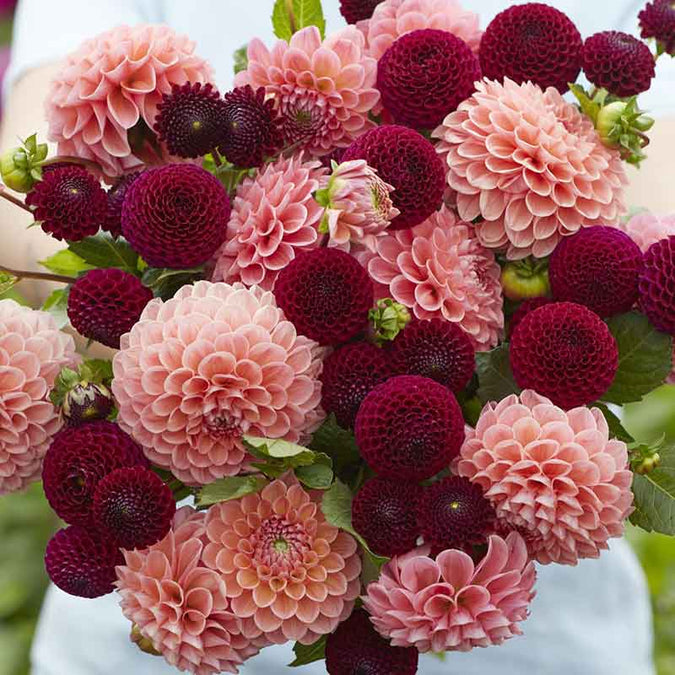 Dahlia Seeds - Opposites Attract Duo