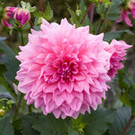 flowers high quality flower seeds for growing vibrant and colorful blooms in home gardens and landscapes organic flowers premium organic flower seeds for sustainable gardening and beautiful blossoms suitable for all climates