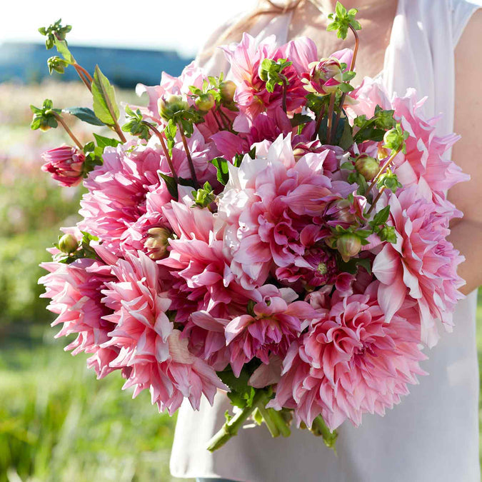 Dahlia Seeds (Dinnerplate) - Ottos Thrill