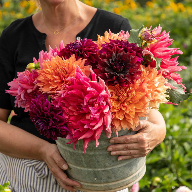 Dahlia Seeds (Dinnerplate) - Passion Mix