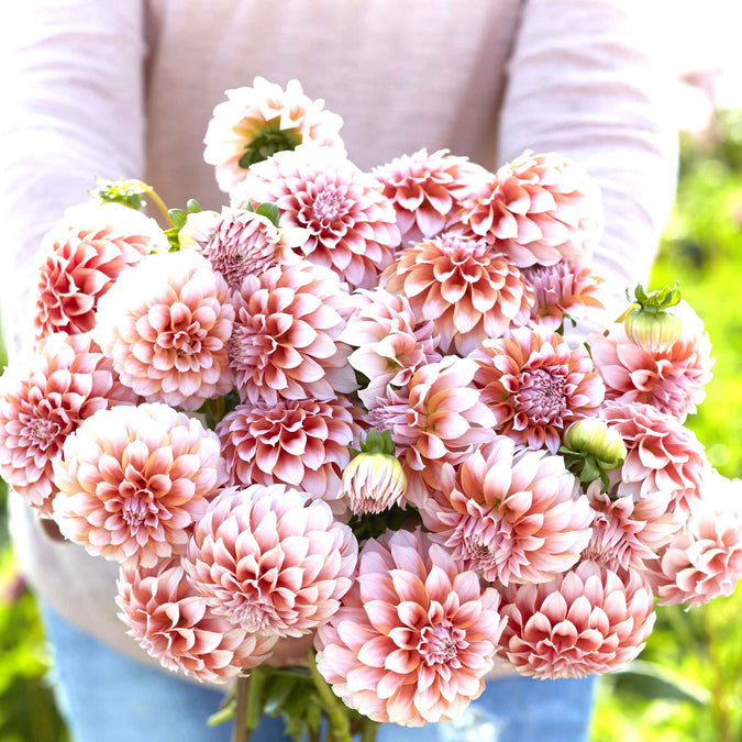 Dahlia Seeds (Decorative) - Peaches