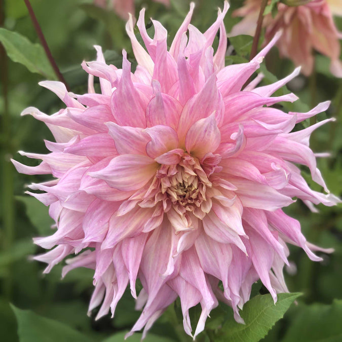 Dahlia Seeds (Dinnerplate) - Penhill Watermelon