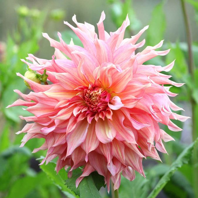 flowers high quality flower seeds for growing vibrant and colorful blooms in home gardens and landscapes organic flowers premium organic flower seeds for sustainable gardening and beautiful blossoms suitable for all climates