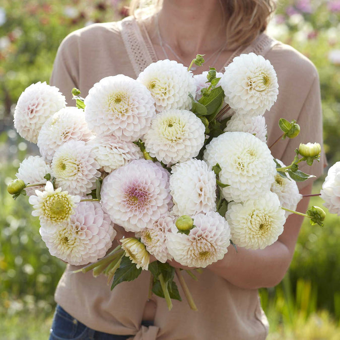 Dahlia Seeds (Ball) - Pink Pearl