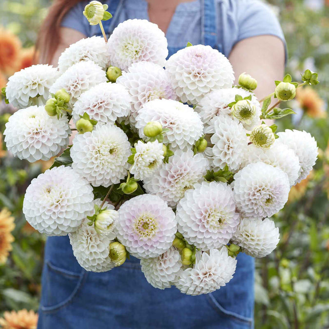 flowers high quality flower seeds for growing vibrant and colorful blooms in home gardens and landscapes organic flowers premium organic flower seeds for sustainable gardening and beautiful blossoms suitable for all climates