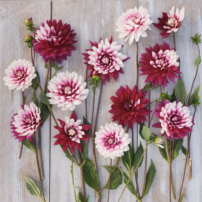 Dahlia Seeds (Decorative) - Rebecca's World