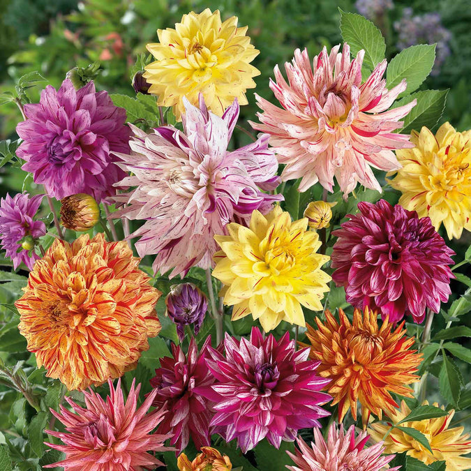 flowers high quality flower seeds for growing vibrant and colorful blooms in home gardens and landscapes organic flowers premium organic flower seeds for sustainable gardening and beautiful blossoms suitable for all climates