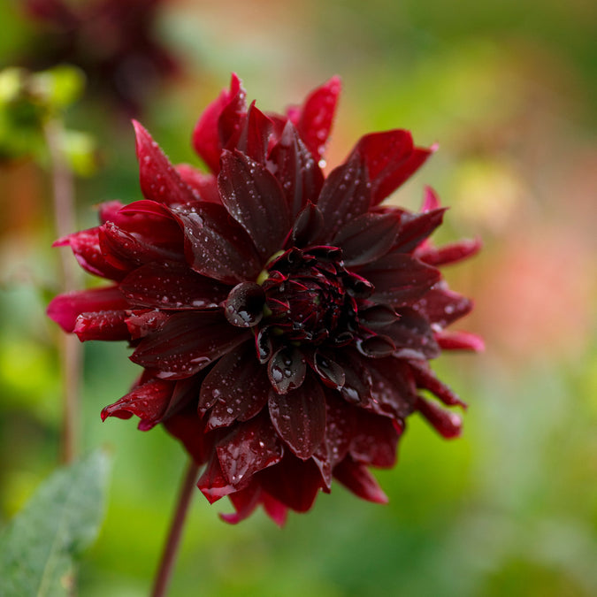 Dahlia Seeds (Decorative) - Rip City