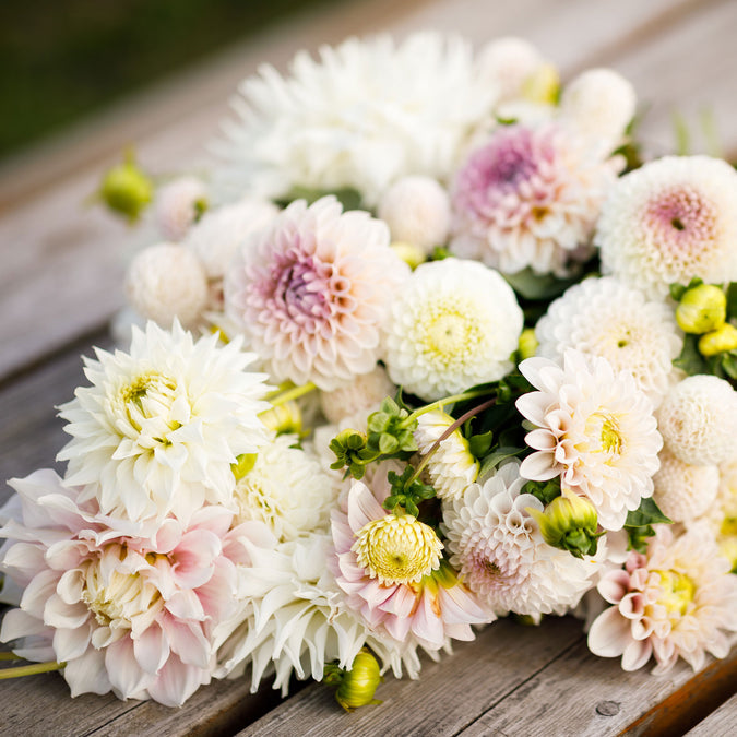 Dahlia Seeds - Romantic Mix