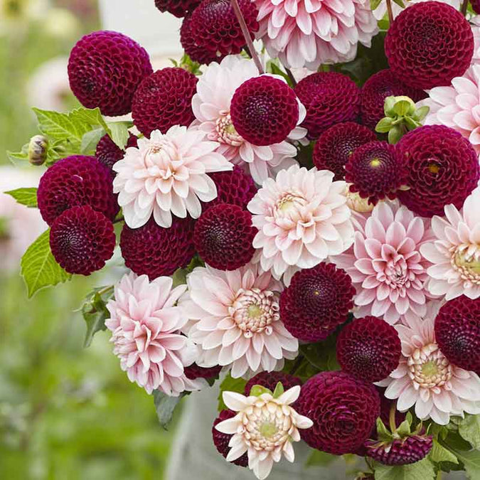 Dahlia Seeds - Scarlet Blush Duo