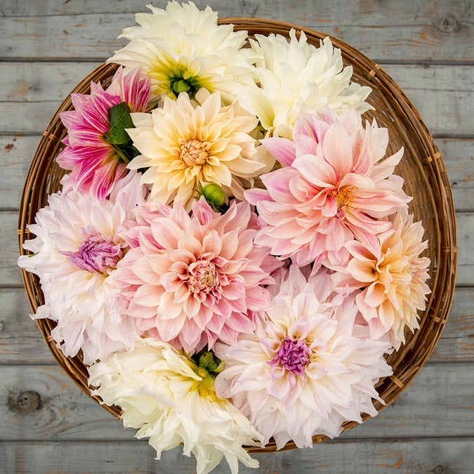 Dahlia Seeds (Dinnerplate) - Shiloh Noelle