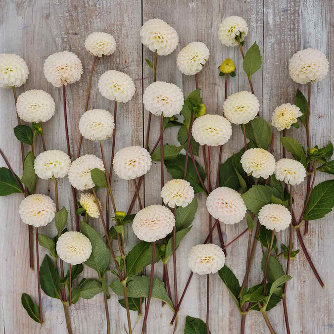 Dahlia Seeds (Mini Pompon) - Small World